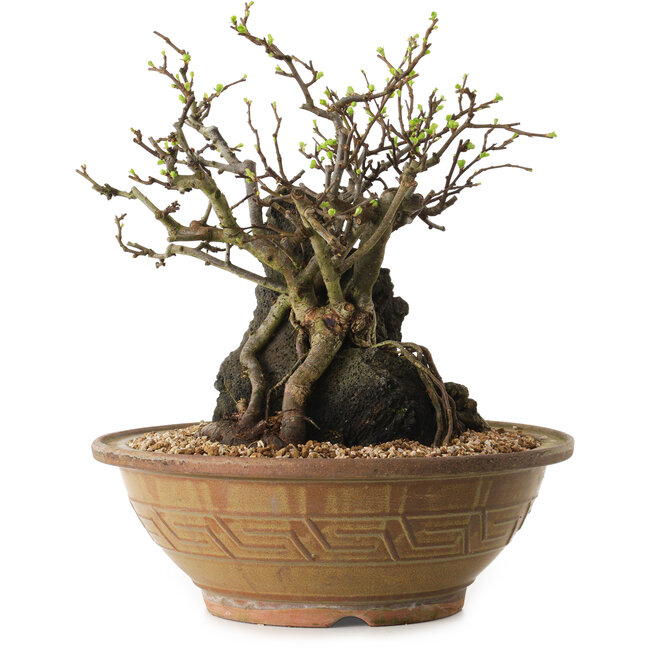 Chaenomeles speciosa, 27 cm, ± 25 ans