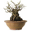 Chaenomeles speciosa, 27 cm, ± 25 ans