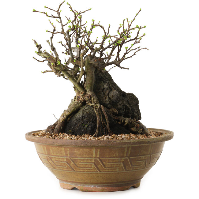 Chaenomeles speciosa, 27 cm, ± 25 años de edad