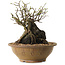 Chaenomeles speciosa, 27 cm, ± 25 ans