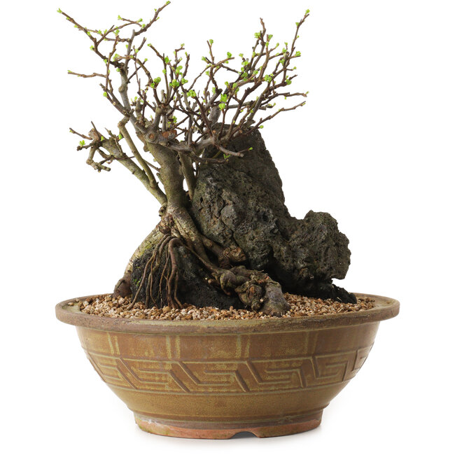 Chaenomeles speciosa, 27 cm, ± 25 ans