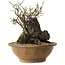 Chaenomeles speciosa, 27 cm, ± 25 ans