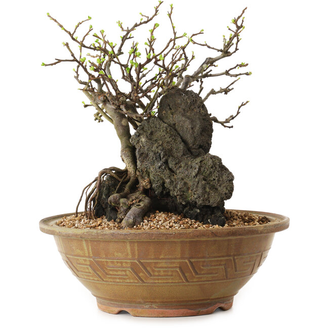 Chaenomeles speciosa, 27 cm, ± 25 ans