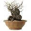 Chaenomeles speciosa, 27 cm, ± 25 ans
