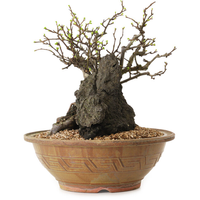 Chaenomeles speciosa, 27 cm, ± 25 ans