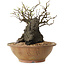 Chaenomeles speciosa, 27 cm, ± 25 ans
