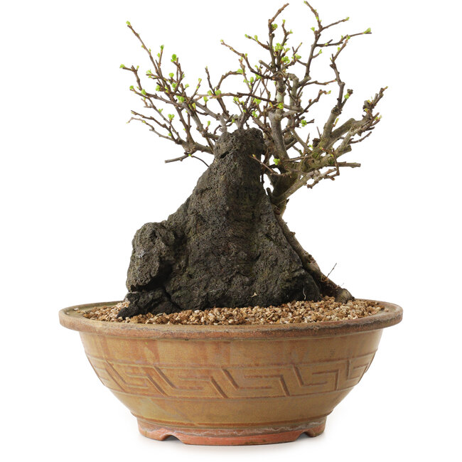 Chaenomeles speciosa, 27 cm, ± 25 ans