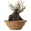Chaenomeles speciosa, 27 cm, ± 25 ans