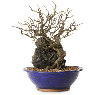 Chaenomeles speciosa, 29 cm, ± 25 años de edad