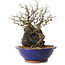 Chaenomeles speciosa, 29 cm, ± 25 ans
