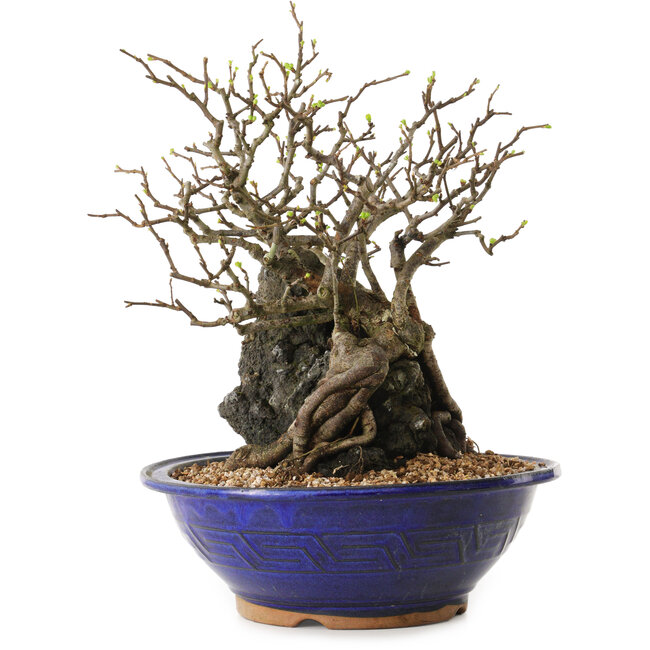 Chaenomeles speciosa, 29 cm, ± 25 años de edad