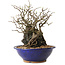 Chaenomeles speciosa, 29 cm, ± 25 ans