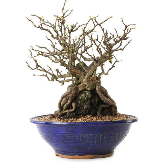 Chaenomeles speciosa, 29 cm, ± 25 ans