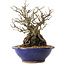 Chaenomeles speciosa, 29 cm, ± 25 ans