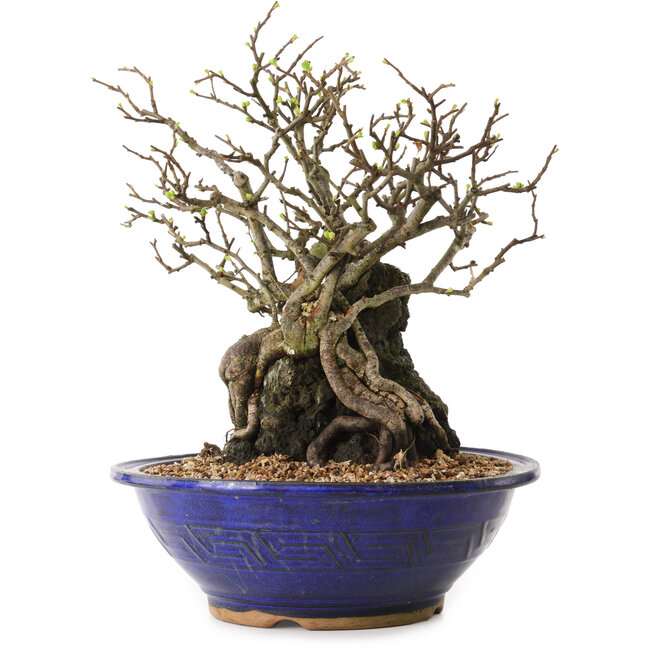 Chaenomeles speciosa, 29 cm, ± 25 ans