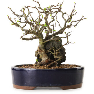 Chaenomeles speciosa, 21 cm, ± 25 ans