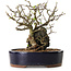 Chaenomeles speciosa, 21 cm, ± 25 ans