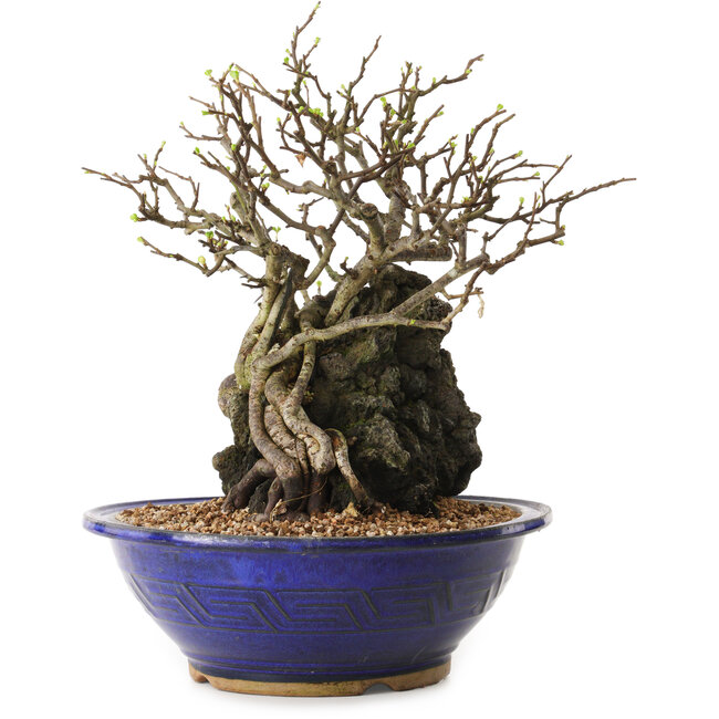 Chaenomeles speciosa, 29 cm, ± 25 ans