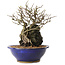 Chaenomeles speciosa, 29 cm, ± 25 ans