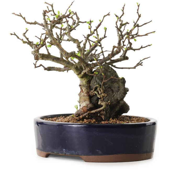 Chaenomeles speciosa, 21 cm, ± 25 years old
