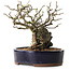 Chaenomeles speciosa, 21 cm, ± 25 ans