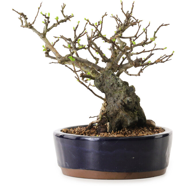Chaenomeles speciosa, 21 cm, ± 25 ans