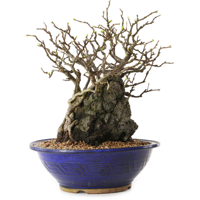 Chaenomeles speciosa, 29 cm, ± 25 ans