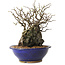 Chaenomeles speciosa, 29 cm, ± 25 ans