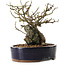 Chaenomeles speciosa, 21 cm, ± 25 ans
