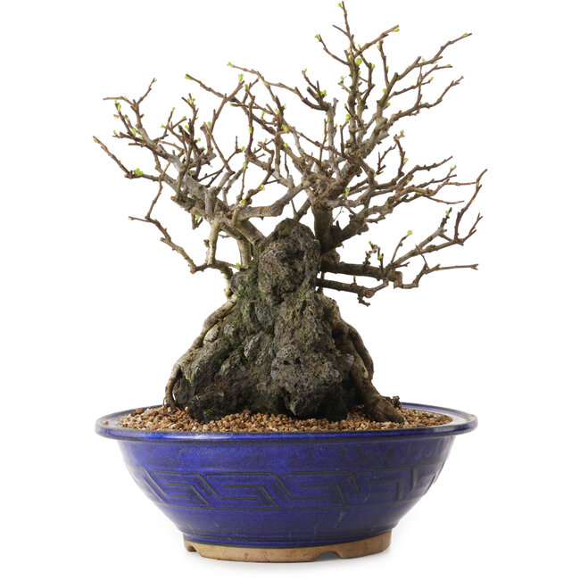 Chaenomeles speciosa, 29 cm, ± 25 ans