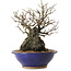 Chaenomeles speciosa, 29 cm, ± 25 ans