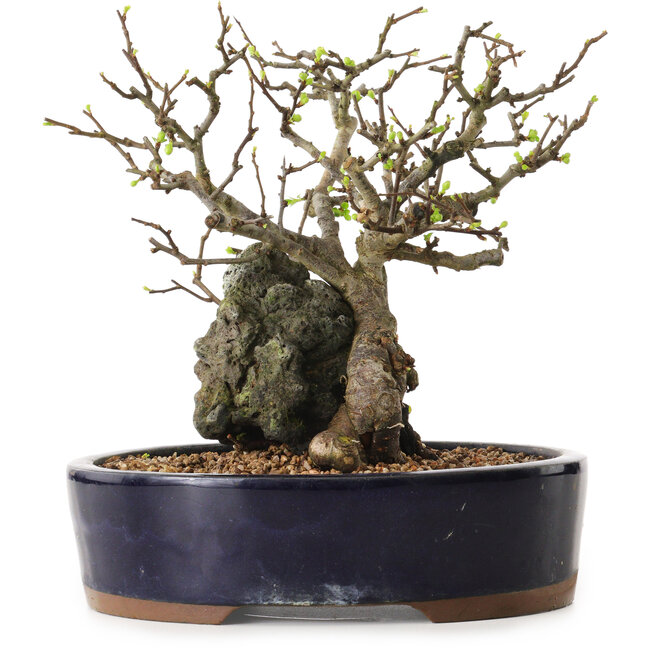 Chaenomeles speciosa, 21 cm, ± 25 años de edad