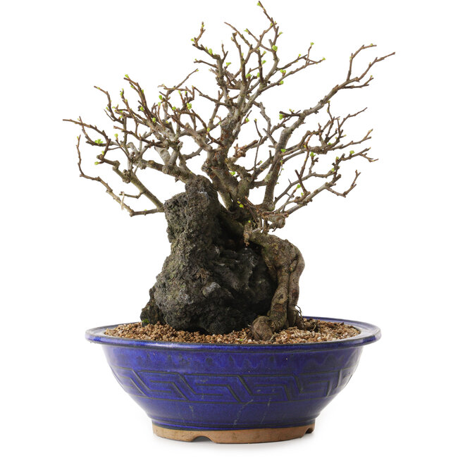 Chaenomeles speciosa, 29 cm, ± 25 ans