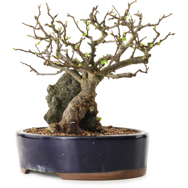 Chaenomeles speciosa, 21 cm, ± 25 Jahre alt