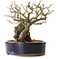 Chaenomeles speciosa, 21 cm, ± 25 ans