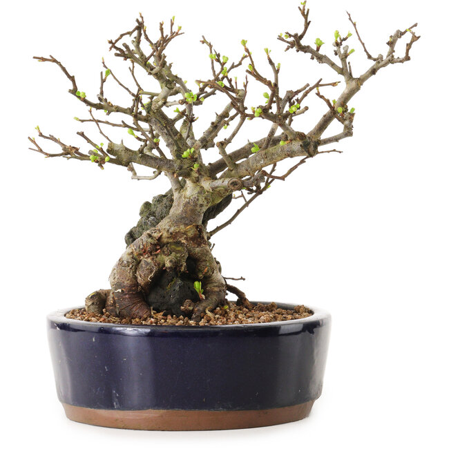 Chaenomeles speciosa, 21 cm, ± 25 years old