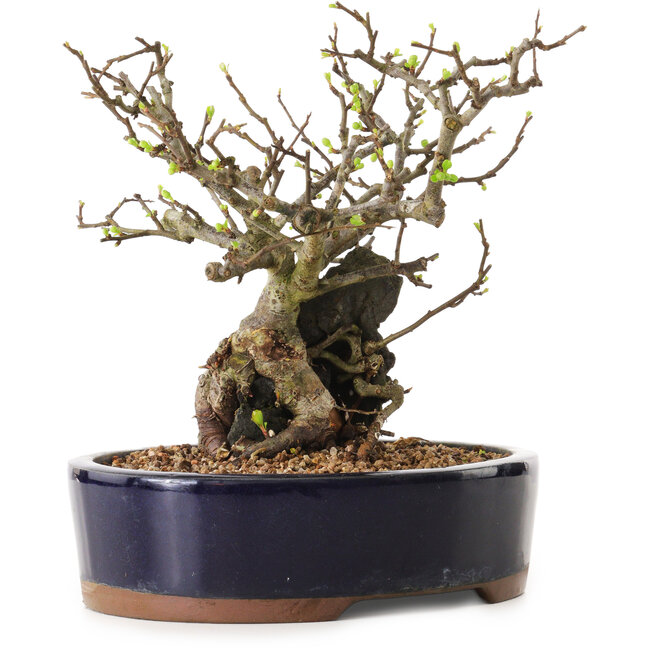 Chaenomeles speciosa, 21 cm, ± 25 anni