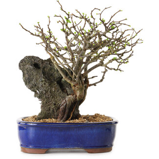 Chaenomeles speciosa, 31 cm, ± 25 años de edad