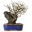 Chaenomeles speciosa, 31 cm, ± 25 ans