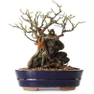 Chaenomeles speciosa, 21 cm, ± 25 años de edad