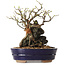 Chaenomeles speciosa, 21 cm, ± 25 ans