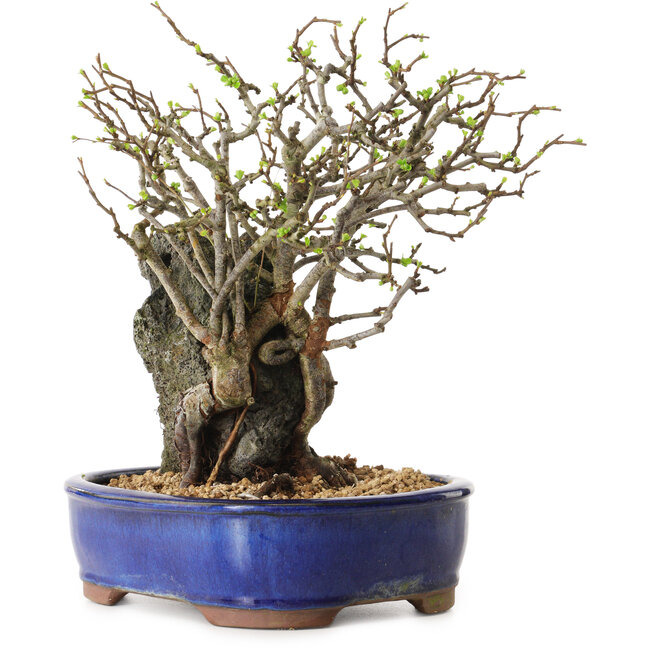 Chaenomeles speciosa, 31 cm, ± 25 ans