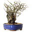 Chaenomeles speciosa, 31 cm, ± 25 ans