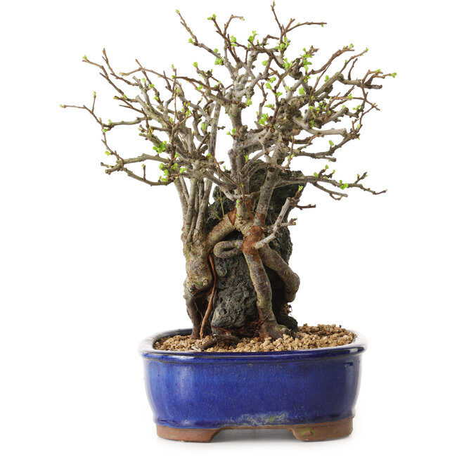 Chaenomeles speciosa, 31 cm, ± 25 ans