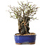 Chaenomeles speciosa, 31 cm, ± 25 ans