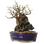 Chaenomeles speciosa, 21 cm, ± 25 ans