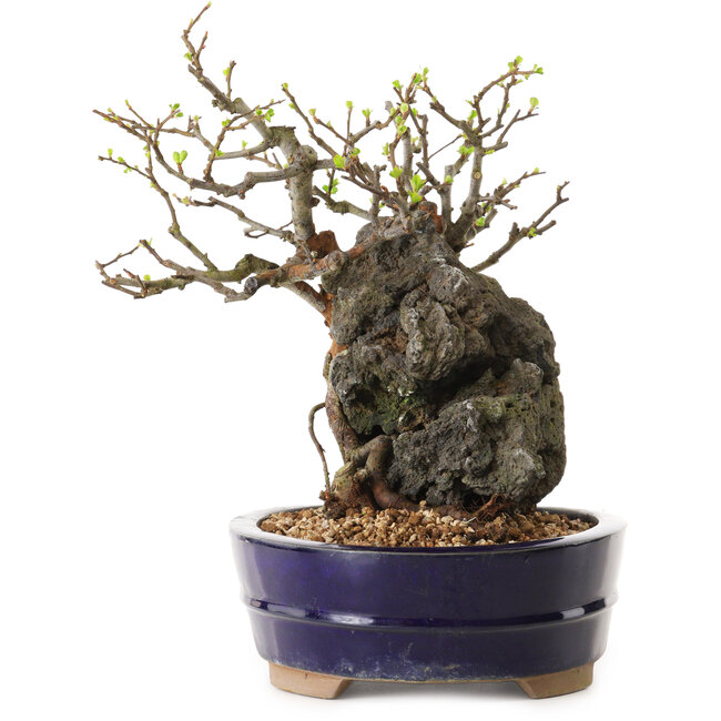 Chaenomeles speciosa, 21 cm, ± 25 Jahre alt