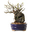 Chaenomeles speciosa, 21 cm, ± 25 ans