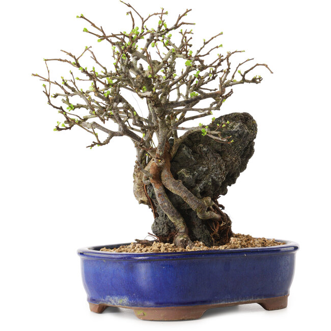 Chaenomeles speciosa, 31 cm, ± 25 ans