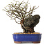 Chaenomeles speciosa, 31 cm, ± 25 ans